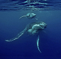 Here fishy fishy!  This was such a cool experience!!!  After learning the whale's song from hearing it over and over that season, I was able to humm a pretty good tune myself & had them to come to me, verses trying to follow them :) Sweet!   Tonga... 